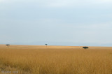 Masai Mara National Reserve