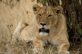 Lion - Leeuw - Panthera leo