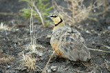 Yellow-throated Sandgrouse - Geelkeelzandhoen - Pterocles gutturalis