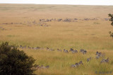Plains Zebra - Steppezebra -Equus quagga