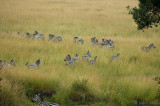 Plains Zebra - Steppezebra -Equus quagga