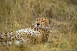 Cheetah - Jachtluipaard - Acinonyx jubatus