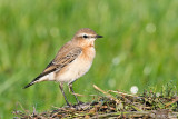 Northern Wheatear - Tapuit - Oenanthe oenanthe