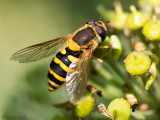 Common Banded Hoverfly - Bessenbandzweefvlieg - Syrphus ribesii