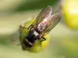Anthomyiidae - Bloemvlieg - Delia spec