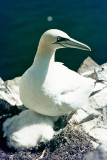 Northern Gannet - Jan van Gent - Morus bassanus