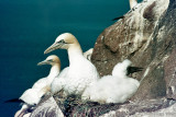Northern Gannet - Jan van Gent - Morus bassanus