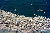 Northern Gannet - Jan van Gent - Morus bassanus
