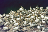 Northern Gannet - Jan van Gent - Morus bassanus