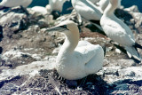 Northern Gannet - Jan van Gent - Morus bassanus