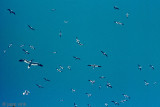 Northern Gannet - Jan van Gent - Morus bassanus