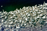 Northern Gannet - Jan van Gent - Morus bassanus