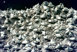 Northern Gannet - Jan van Gent - Morus bassanus