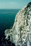 Northern Gannet - Jan van Gent - Morus bassanus