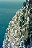Northern Gannet - Jan van Gent - Morus bassanus
