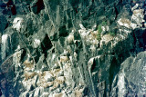 Kittiwake - Drieteenmeeuw - Rissa tridactyla