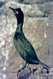 Shag - Kuifaalscholver - Phalacrocorax aristotelis