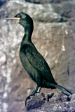 Shag - Kuifaalscholver - Phalacrocorax aristotelis