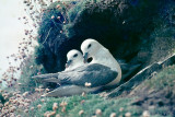 Northern Fulmar - Noordse Stormvogel - Fulmarus glacialis