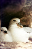 Northern Fulmar - Noordse Stormvogel - Fulmarus glacialis