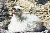 Northern Fulmar - Noordse Stormvogel - Fulmarus glacialis