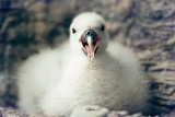 Northern Fulmar - Noordse Stormvogel - Fulmarus glacialis