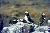 Atlantic Puffin - Papegaaiduiker - Fratercula arctica