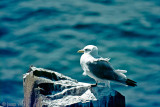 Kittiwake - Drieteenmeeuw - Rissa tridactyla