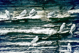 Kittiwake - Drieteenmeeuw - Rissa tridactyla