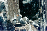 Kittiwake - Drieteenmeeuw - Rissa tridactyla