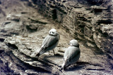 Kittiwake - Drieteenmeeuw - Rissa tridactyla