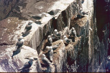 Kittiwake - Drieteenmeeuw - Rissa tridactyla