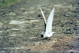 Arctic Tern - Noordse Stern - Sterna paradisaeac