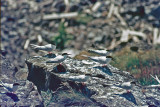 Roseate Tern - Dougalls Stern - Sterna dougallii