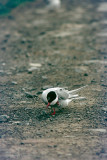 Arctic Tern - Noordse Stern - Sterna paradisaea