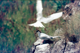 Roseate Tern - Dougalls Stern - Sterna dougallii