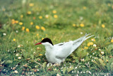 Arctic Tern - Noordse Stern - Sterna paradisaeai