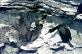 Shag - Kuifaalscholver - Phalacrocorax aristotelis