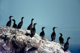 Shag - Kuifaalscholver - Phalacrocorax aristotelis