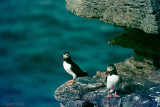 Atlantic Puffin - Papegaaiduiker - Fratercula arctica