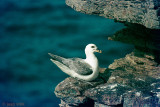 Northern Fulmar - Noordse Stormvogel - Fulmarus glacialis