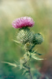 Spear Thistle - Speerdistel - Cirsium vulgare