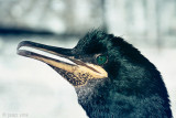 Shag - Kuifaalscholver - Phalacrocorax aristotelis