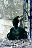 Shag - Kuifaalscholver - Phalacrocorax aristotelis