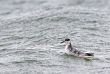 Red Phalarope - Rosse Franjepoot - Phalaropus fulicarius