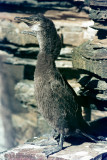 Shag - Kuifaalscholver - Phalacrocorax aristotelis