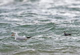 Red Phalarope - Rosse Franjepoot - Phalaropus fulicarius