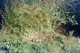 Red-throated Diver nest - Roodkeelduiker nest