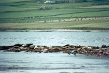 Seals - Zeehonden
