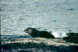 Common Seal - Gewone Zeehond - Phoca vitulina